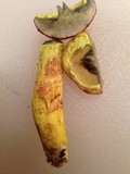 Pulveroboletus ravenelii image