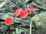 Sarcoscypha occidentalis image