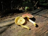 Tricholomopsis flammula image