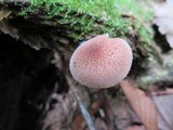 Tricholomopsis flammula image