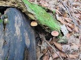 Tricholomopsis flammula image