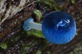 Mycena interrupta image
