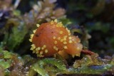 Neobarya agaricicola image