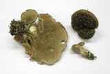 Sarcodon imbricatus image