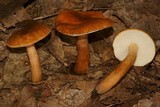 Gyroporus castaneus image