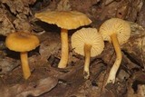 Cantharellus appalachiensis image