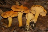 Cantharellus lateritius image