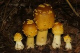 Amanita flavorubens image