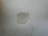 Lactifluus hygrophoroides image