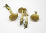 Tricholoma inamoenum image
