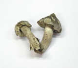 Tricholoma virgatum image