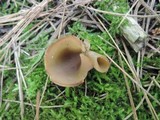 Peziza succosa image