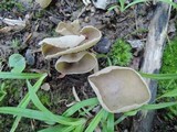 Helvella brevis image