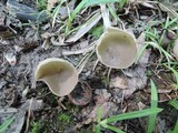 Helvella brevis image