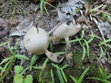 Helvella brevis image