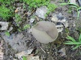 Helvella brevis image
