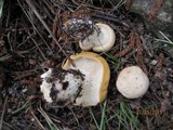 Tricholoma album image