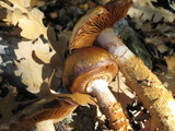 Cortinarius trivialis image
