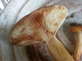 Lactarius volemus image