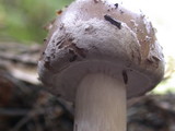 Amanita porphyria image
