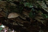 Pluteus longistriatus image