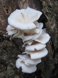 Pleurotus pulmonarius image
