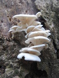 Pleurotus pulmonarius image