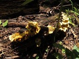 Chrysomphalina strombodes image