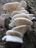 Pleurotus pulmonarius image