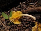 Chrysomphalina strombodes image