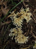 Tremellodendron pallidum image