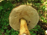 Tylopilus rubrobrunneus image