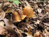 Amanita flavorubens image