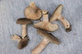 Lactarius mammosus image