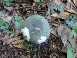 Russula redolens image