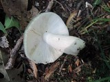 Russula redolens image