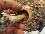 Cortinarius distans image