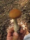 Cortinarius distans image