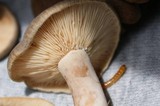 Lactarius mammosus image