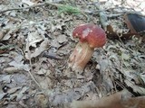Boletus subcaerulescens image