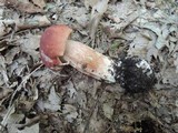Boletus subcaerulescens image
