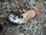 Boletus subcaerulescens image