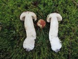 Boletus subcaerulescens image