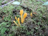 Microglossum rufum image