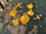 Cantharellus flavus image