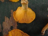 Cantharellus flavus image