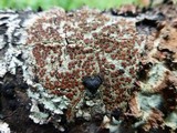 Ramboldia russula image