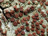 Ramboldia russula image