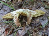 Suillus weaverae image