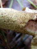Suillus weaverae image